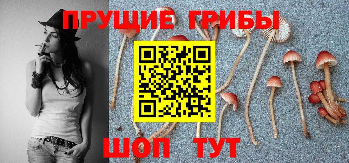 Галлюциногенные грибы Psilocybine cubensis Орехово-Зуево